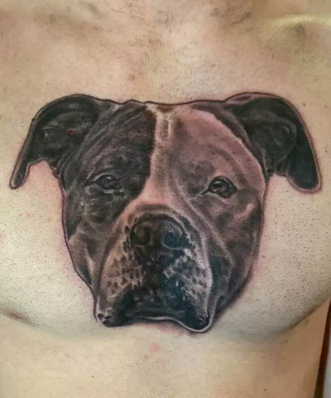 A pit bull tattoo on the chest of a man.