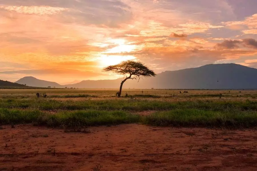 A lone tree in the middle of a field at sunset.